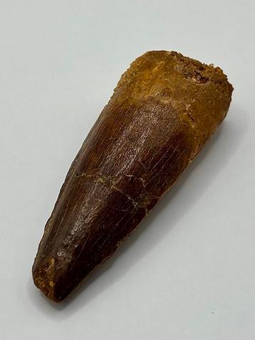 Spinosaurus tand - 42 mm beschikbaar voor biedingen