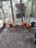 Hennen assendelfter goudpel., Dieren en Toebehoren, Pluimvee, Vrouwelijk, Kip