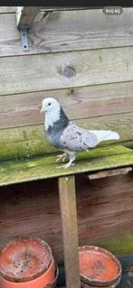 Vogel kwijt prive bericht als je hem vind, Dieren en Toebehoren, Vogels | Duiven, Mannelijk