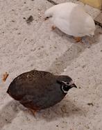 Twee chinese dwergkwartels (natuurbroed), Dieren en Toebehoren, Vogels | Overige Vogels, Meerdere dieren, Tropenvogel