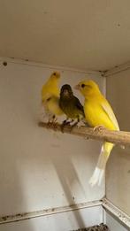 Raza Espagnola, Dieren en Toebehoren, Vogels | Kanaries, Meerdere dieren, Postuurkanarie