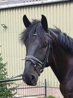 Te koop 7-jarige ruin, Dieren en Toebehoren, Paarden, Gechipt, Ruin, Zadelmak, 7 tot 10 jaar