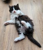 Unieke Ragdoll kittens (nog 1 poesje beschikbaar), Dieren en Toebehoren, Katten en Kittens | Raskatten | Langhaar, Meerdere dieren