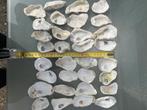 32 oesterschelpen klein 5-8 cm, Ophalen of Verzenden, Zo goed als nieuw