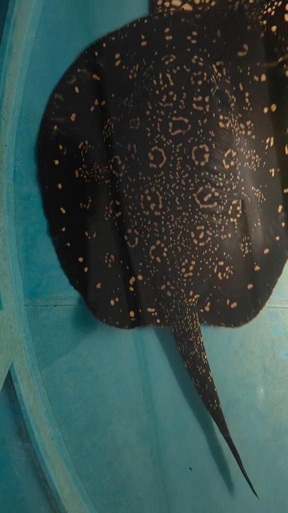 Potamotrygon BD hybride 100% gen zoetwater roggen, Dieren en Toebehoren, Vissen | Aquariumvissen, Zoetwatervis, Vis