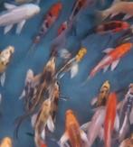 Import HQ Vlinderkoi mix ca 19 / 25 cm - Koidreams Valburg, Karper of Koi