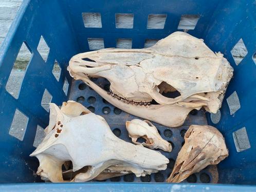 Schedels (5) van koeien en schaap, Dieren en Toebehoren, Reptielen en Amfibieën, Overige soorten