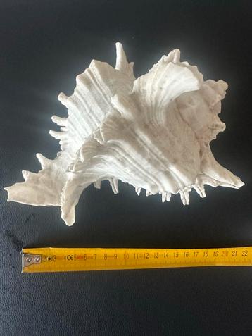 Zeldzame Schelpen - Interieur/Aquarium beschikbaar voor biedingen