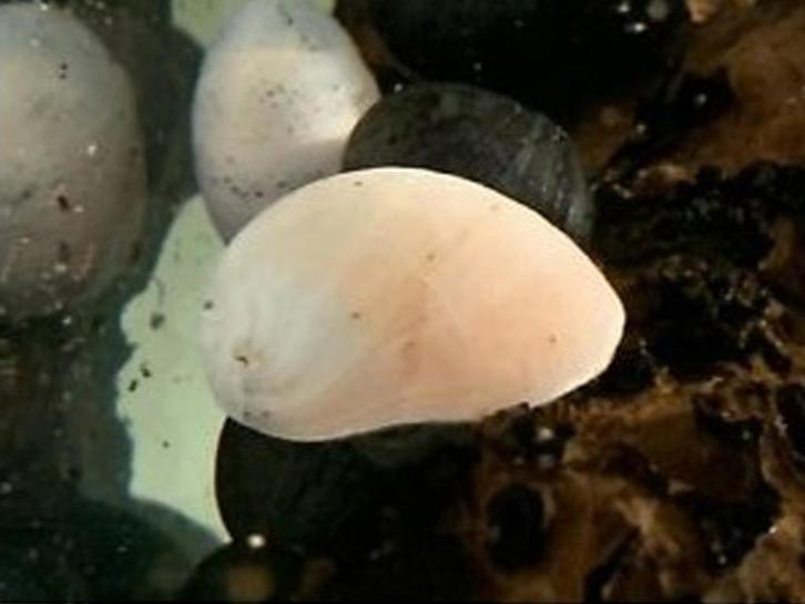 Neritina gold/white Helmet slak - Koidream Valburg, Dieren en Toebehoren, Vissen | Aquariumvissen, Zoetwatervis, Slak of Weekdier