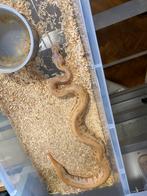 ball pythons + racks en broedkast, Slang, 0 tot 2 jaar