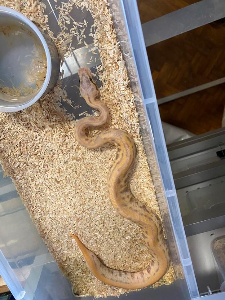 ball pythons + racks en broedkast