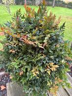 Nandina domestica 'Gulfstream' - Grote Planten, Tuin en Terras, Planten | Tuinplanten, Ophalen, Zomer, Overige soorten, Volle zon