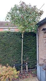 Leiboom Photinia Red Robin,  glansmispel, Ophalen, Lente, Volle zon, Overige soorten