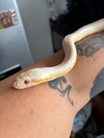 Slang en terrarium, Dieren en Toebehoren, Reptielen en Amfibieën | Toebehoren, Ophalen