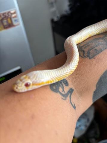 Slang en terrarium beschikbaar voor biedingen