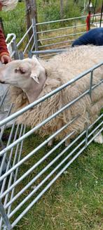 Pas geschoren schapenwol, Hobby en Vrije tijd, Spinnewielen en Spinnen, Ophalen, Nieuw, Spinwol