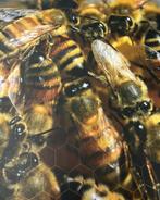 Gevraagd: gebruikte imkerspullen, Bijen