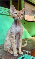 Vermist: rood met witte Devon Rex, Kater, Gechipt, 0 tot 2 jaar