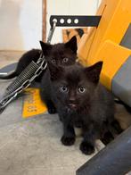 Boerderij kittens, Dieren en Toebehoren, Ophalen
