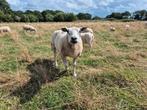 (Tamme) ooien te koop., Vrouwelijk, Schaap