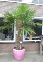 palm trachycarpus fortunei, Tuin en Terras, Planten | Tuinplanten, Ophalen, Bloeit niet, Overige soorten, Volle zon