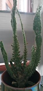 Mooie cactus 35 cm hoog, Huis en Inrichting, Kamerplanten, Cactus, Minder dan 100 cm, Ophalen of Verzenden, Volle zon