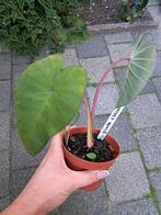 Colocasia Pink China tuinplant, Ophalen of Verzenden, Overige soorten, Minder dan 100 cm
