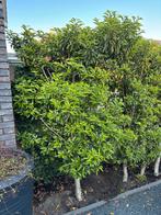 Portugese Laurier, Tuin en Terras, Planten | Struiken en Hagen, Ophalen, Laurier, 100 tot 250 cm