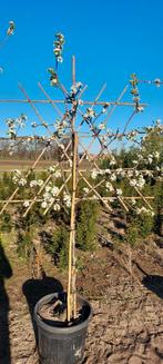 Lei sierpeer, Tuin en Terras, Ophalen of Verzenden