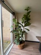 Ficus lyrata inclusief pot, Huis en Inrichting, Ficus, 150 tot 200 cm, Halfschaduw, In pot