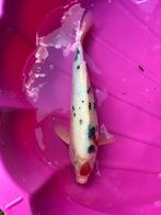 tancho showa koi, Dieren en Toebehoren, Vissen | Vijvervissen, Karper of Koi