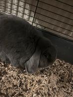 Lief mannetjes konijn! Gratis af te halen., Mannelijk, Klein, Hangoor, 6 tot 8 jaar