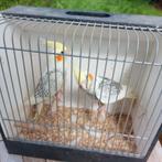 6 valkparkieten van dit jaar, Dieren en Toebehoren, Meerdere dieren, Parkiet