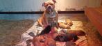 Amerikaanse Bully XXL pups. Zeldzame kruising metRottweiler, Dieren en Toebehoren, Rabiës (hondsdolheid), 8 tot 15 weken, Meerdere
