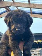 Teefje Labrador x Oudduitse herder stokhaar pups, Dieren en Toebehoren, 8 tot 15 weken, Meerdere, Meerdere dieren, Nederland