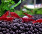 Fire Red Cherry Shrimp - Rode zoetwater garnalen- Aquarium, Kreeft, Krab of Garnaal