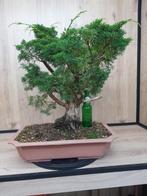 Bonsai (pre) Juniperus, jeneverbes, Ophalen, Bloeit niet, Overige soorten, Minder dan 100 cm