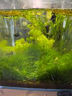 Dennerle cube 60 & 30 Liter., Dieren en Toebehoren, Vissen | Aquaria en Toebehoren, Ophalen, Gebruikt, Gevuld zoetwateraquarium