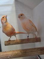 Koppel kanaries, Dieren en Toebehoren, Vogels | Kanaries, Meerdere dieren, Kleurkanarie
