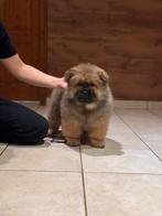 Chow chow Puppies, Nederland, 8 tot 15 weken, Parvo, Meerdere