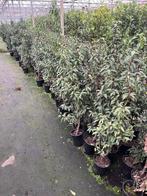 Prunus lus.Angustifolia in pot 80/100 cm, Ophalen, Laurier, Haag, Minder dan 100 cm