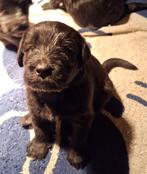 Pups (labrador+labradoodle) zoeken warm huis, Dieren en Toebehoren, Rabiës (hondsdolheid), 8 tot 15 weken, Meerdere, Meerdere dieren