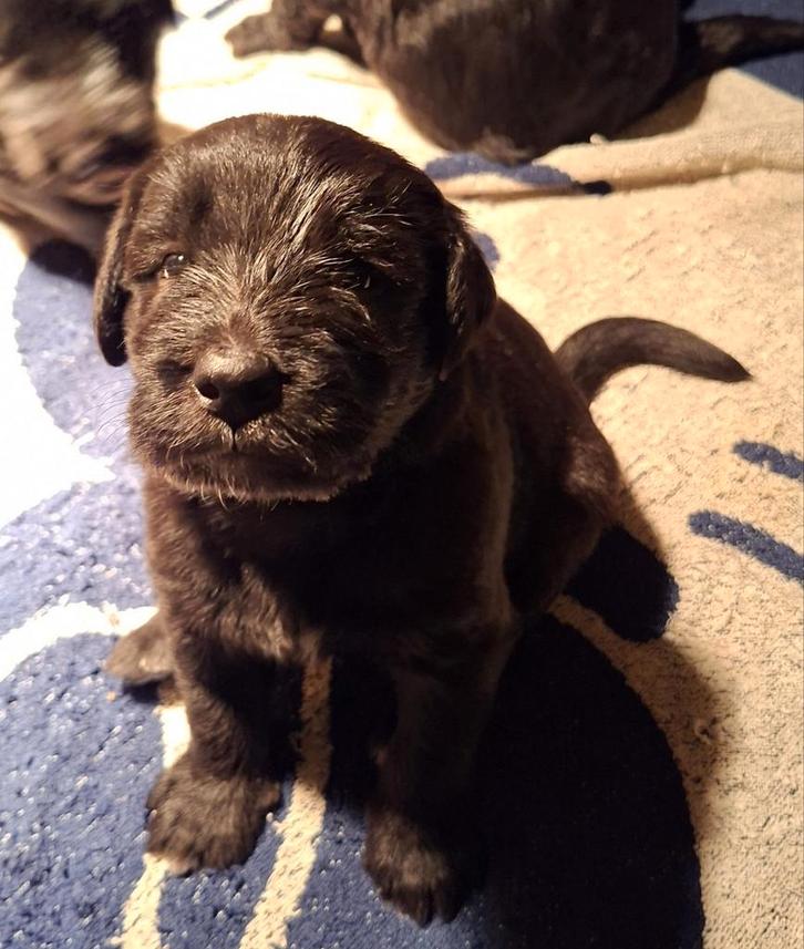 Pups (labrador+labradoodle) zoeken warm huis, Dieren en Toebehoren, Honden | Niet-rashonden, Meerdere dieren, Particulier, Meerdere