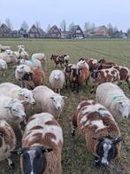Ooien te koop, Vrouwelijk, Schaap, 0 tot 2 jaar