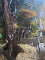 Frontosa burundi, Dieren en Toebehoren, Vissen | Aquariumvissen, Vis