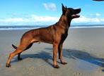 Mechelse herder dekreu, 6 jaar of ouder, Reu, Eén hond, Nederland