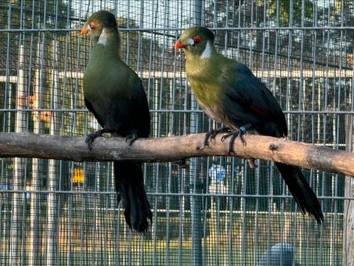 Witwang toerako - Tauraco leucotis, Dieren en Toebehoren, Vogels | Overige Vogels, Meerdere dieren, Geringd
