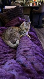 Kitten gezocht, Kater