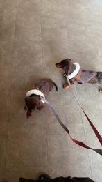 Teckels, Dieren en Toebehoren, België, Particulier, 15 weken tot 1 jaar, Reu