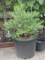 Mammoetboom Sequoiadendron giganteum&Anna Paulowna tomentosa, Bloeit niet, Overige soorten, 400 cm of meer, Ophalen